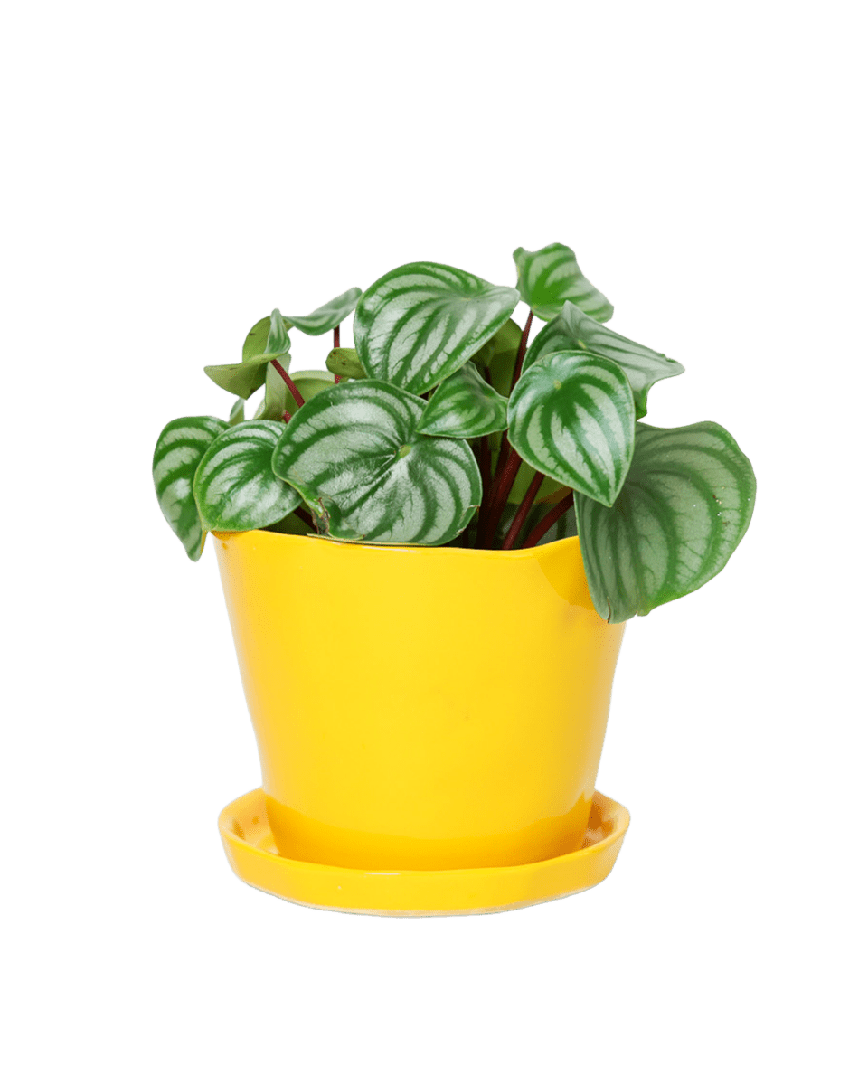 Tika Ceramic Pot & Saucer Set With Drainage - Chive US Wholesale