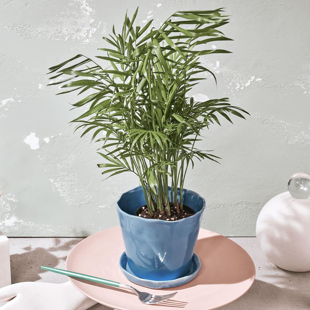 Tika Ceramic Pot & Saucer Set With Drainage - Chive US Wholesale