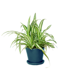 Tika Pot & Saucer | 5 inch - Chive US Wholesale