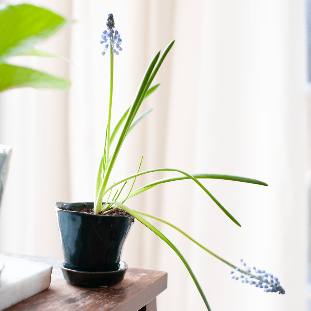 Tika Ceramic Pot & Saucer Set With Drainage - Chive US Wholesale