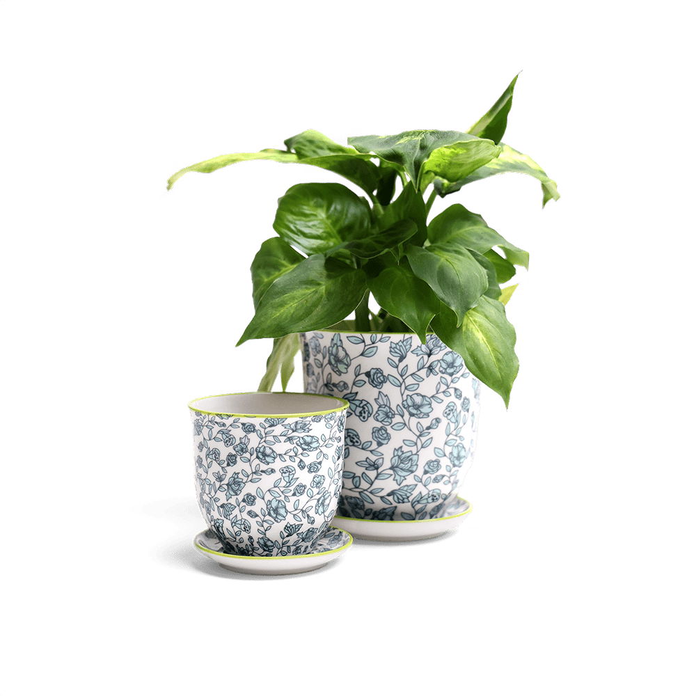 Liberte Porcelain Pot And Saucer Set With Drainage - Chive US Wholesale