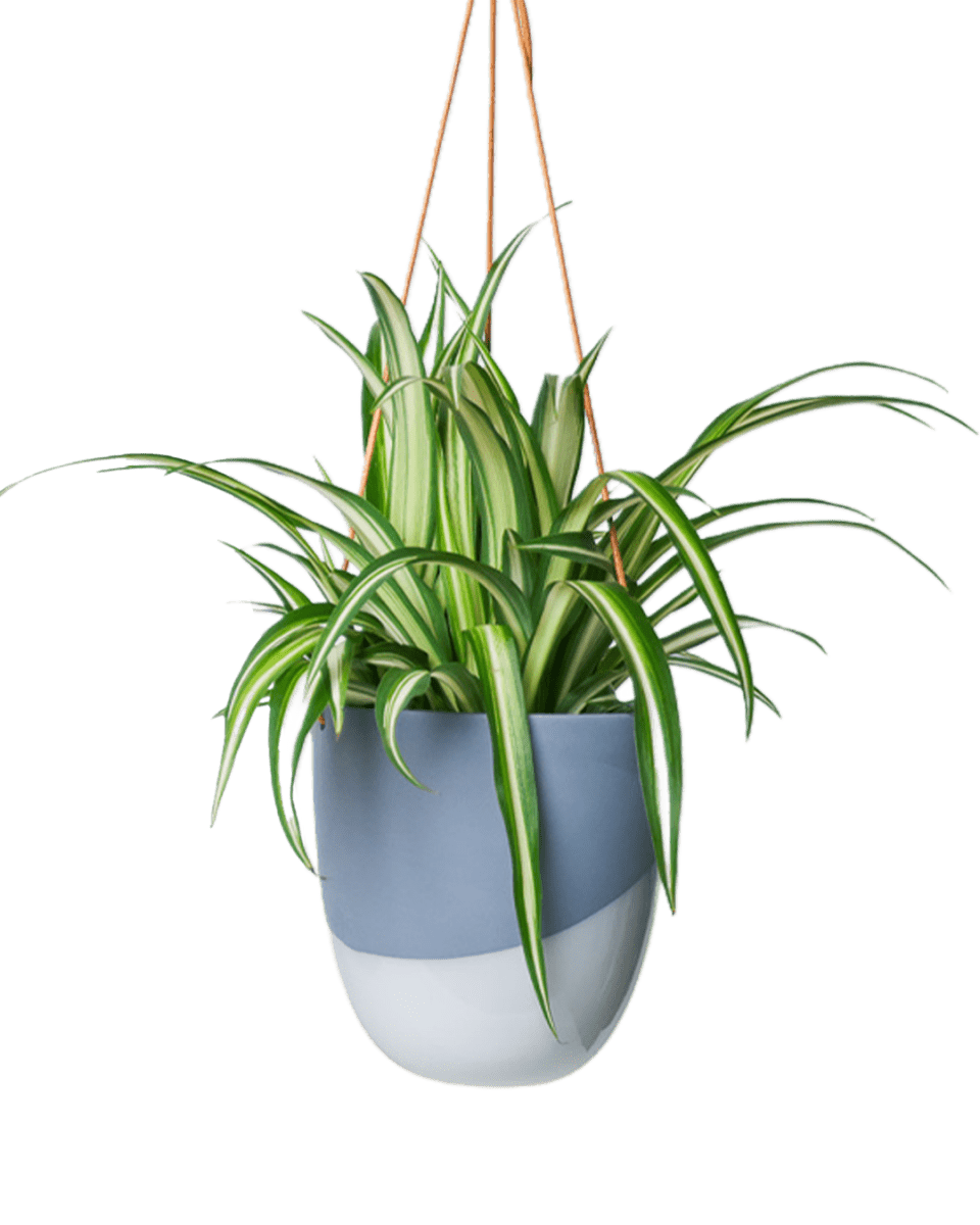 Bobbin Porcelain Modern Hanging Indoor Plant Pot - Chive US Wholesale