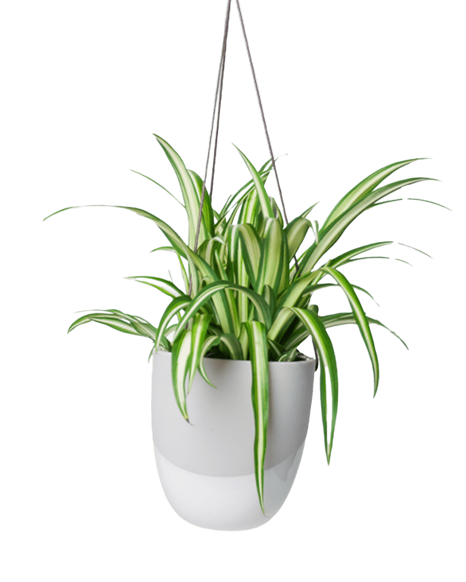 Bobbin Porcelain Modern Hanging Indoor Plant Pot - Chive US Wholesale