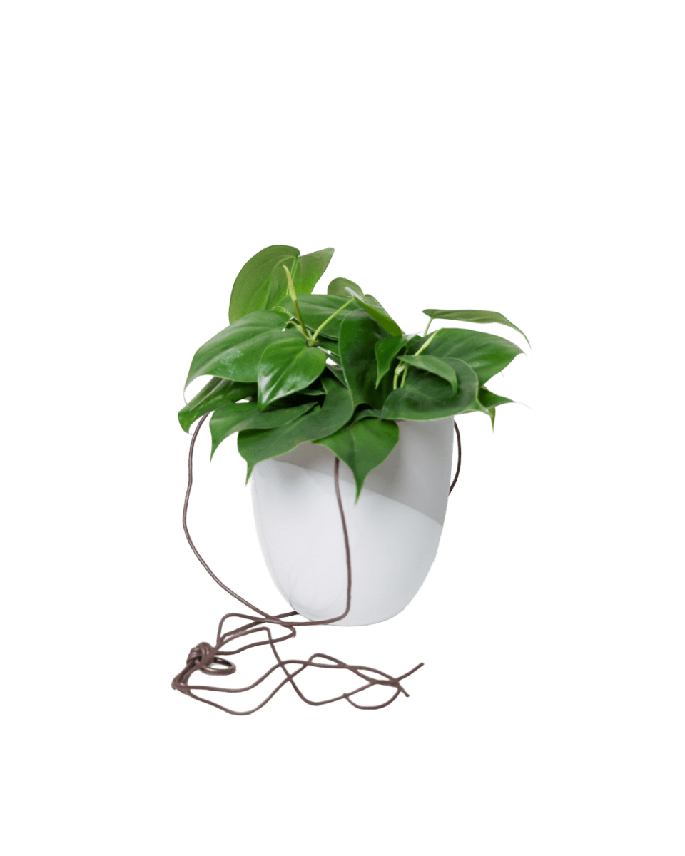 Bobbin Porcelain Modern Hanging Indoor Plant Pot - Chive US Wholesale