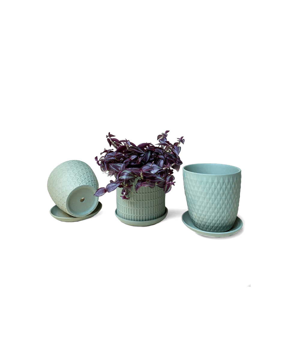 Virago Olive Pot And Saucer 48pc Kit - Medium - Chive US Wholesale