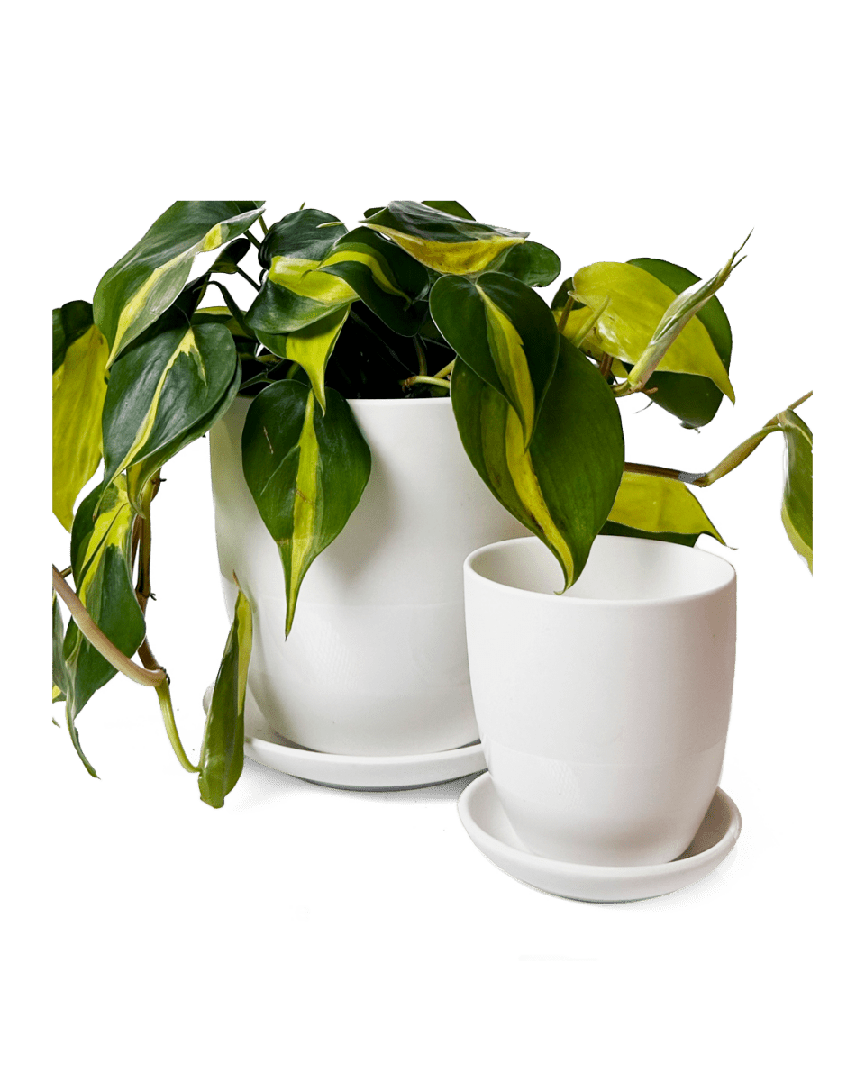 Dyad Porcelain Modern Indoor Plant Pot With Saucer - Chive US Wholesale