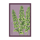Bells of Ireland Flower Seeds Packet - Chive US Wholesale