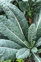Black Magic Kale Vegetable Seeds Packet - Chive US Wholesale