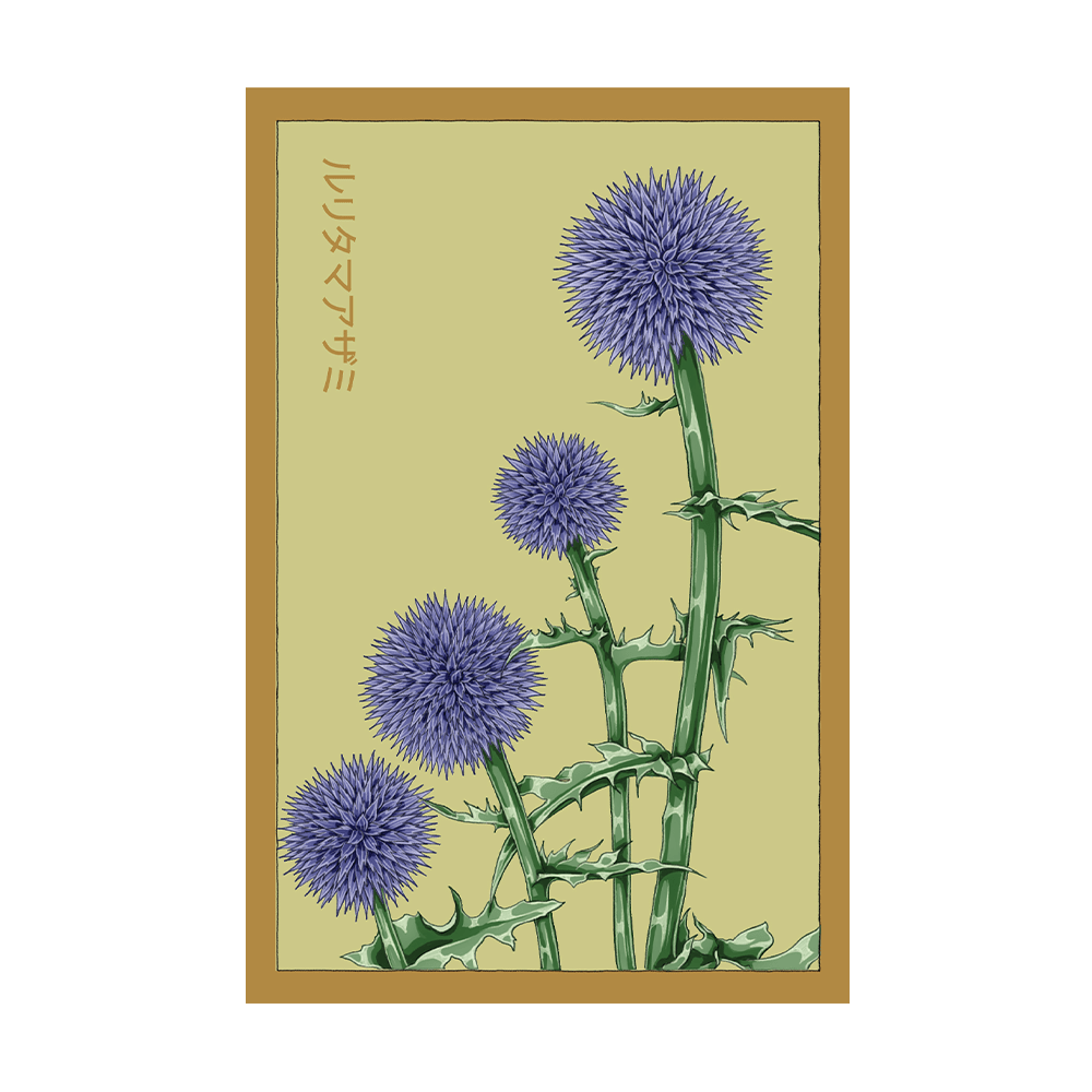 Blue Globe Thistle Flower Seeds Packet - Chive US Wholesale