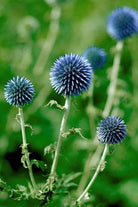 Blue Globe Thistle Flower Seeds Packet - Chive US Wholesale