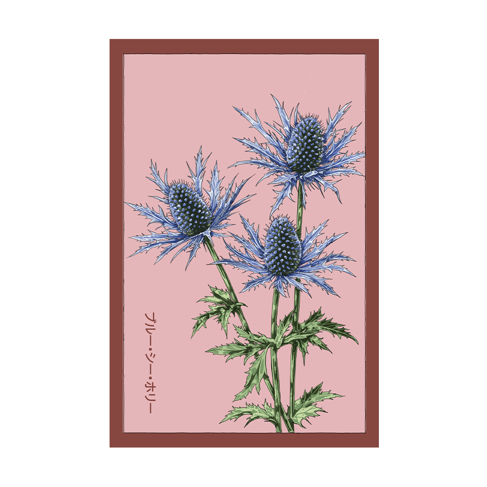 Blue Sea Holly Flower Seeds Packet - Chive US Wholesale