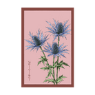 Blue Sea Holly Flower Seeds Packet - Chive US Wholesale