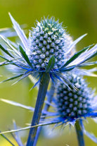 Blue Sea Holly Flower Seeds Packet - Chive US Wholesale