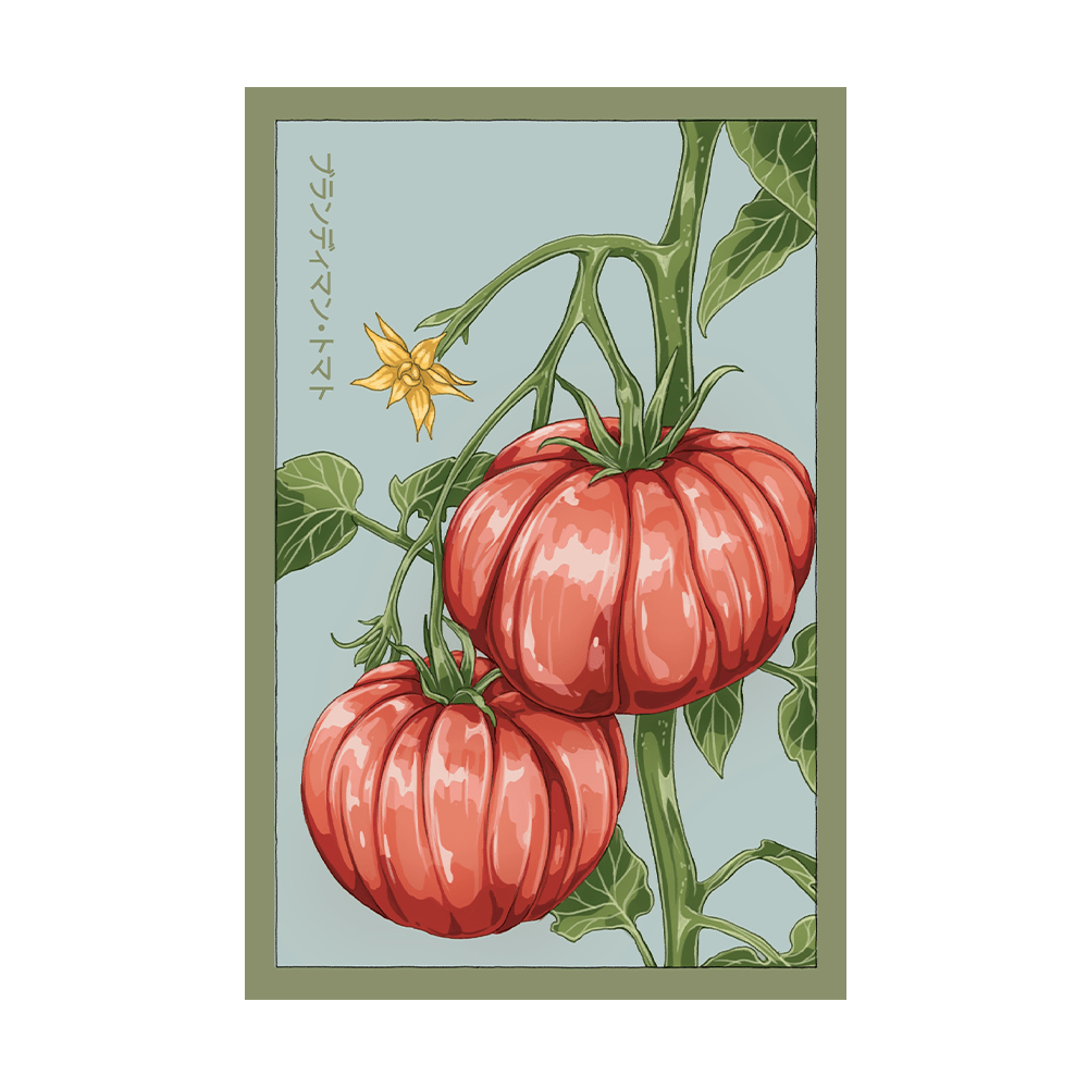 Brandyman Hybrid Tomato Vegetable Seeds Packet - Chive US Wholesale