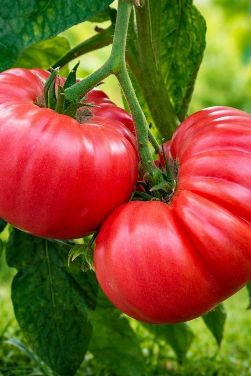 Brandyman Hybrid Tomato Vegetable Seeds Packet - Chive US Wholesale