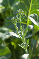 Broccolini Vegetable Seeds Packet - Chive US Wholesale