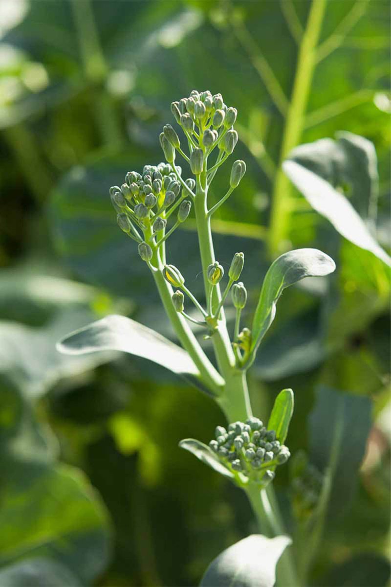 Broccolini Vegetable Seeds Packet - Chive US Wholesale