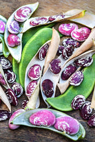 Christmas Pole Butterbean Vegetable Seeds Packet - Chive US Wholesale
