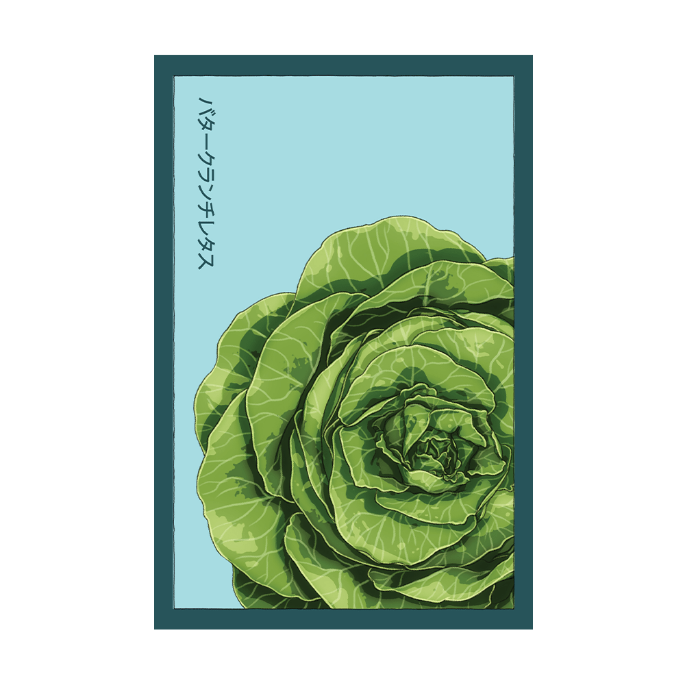 Buttercrunch Lettuce Vegetable Seeds Packet - Chive US Wholesale