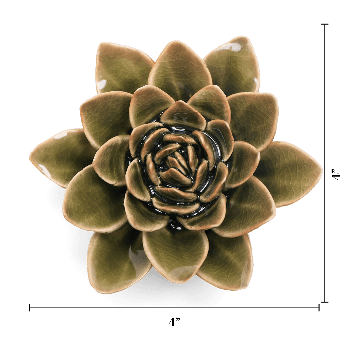 EG01 Olive Green Echeveria - Chive US Wholesale