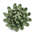 EG14 Jade Green Succulent - Chive US Wholesale
