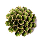 Ceramic Flowers With Keyhole For Hanging On Walls Collection 5 - Chive US Wholesale