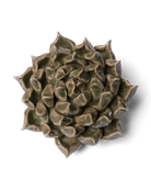 Ceramic Flower Succulent Green 6 - Chive US Wholesale