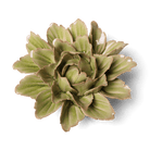 JA11 Peridot Sorbet Peony - Chive US Wholesale