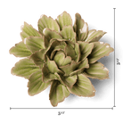JA11 Peridot Sorbet Peony - Chive US Wholesale