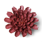JA17 Blush Pink Star Dahlia - Chive US Wholesale