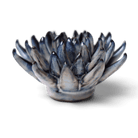 JA16 Navy Blue Chalksticks Succulent - Chive US Wholesale