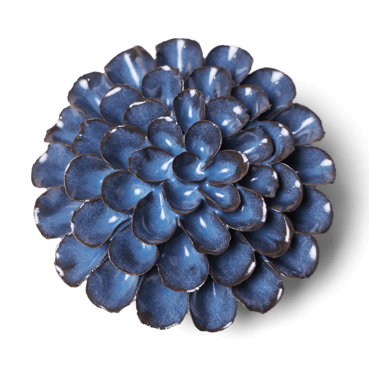 JA04 Blue Noir Pompon Dahlia - Chive US Wholesale