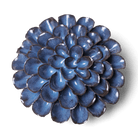 JA04 Blue Noir Pompon Dahlia - Chive US Wholesale