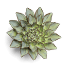 JA06 Pear Green Calico Aster - Chive US Wholesale