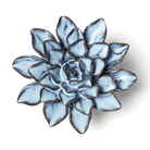 JA07 Seasonal Blue Alpine Aster - Chive US Wholesale