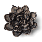 JA08 Latte Lola Echeveria - Chive US Wholesale