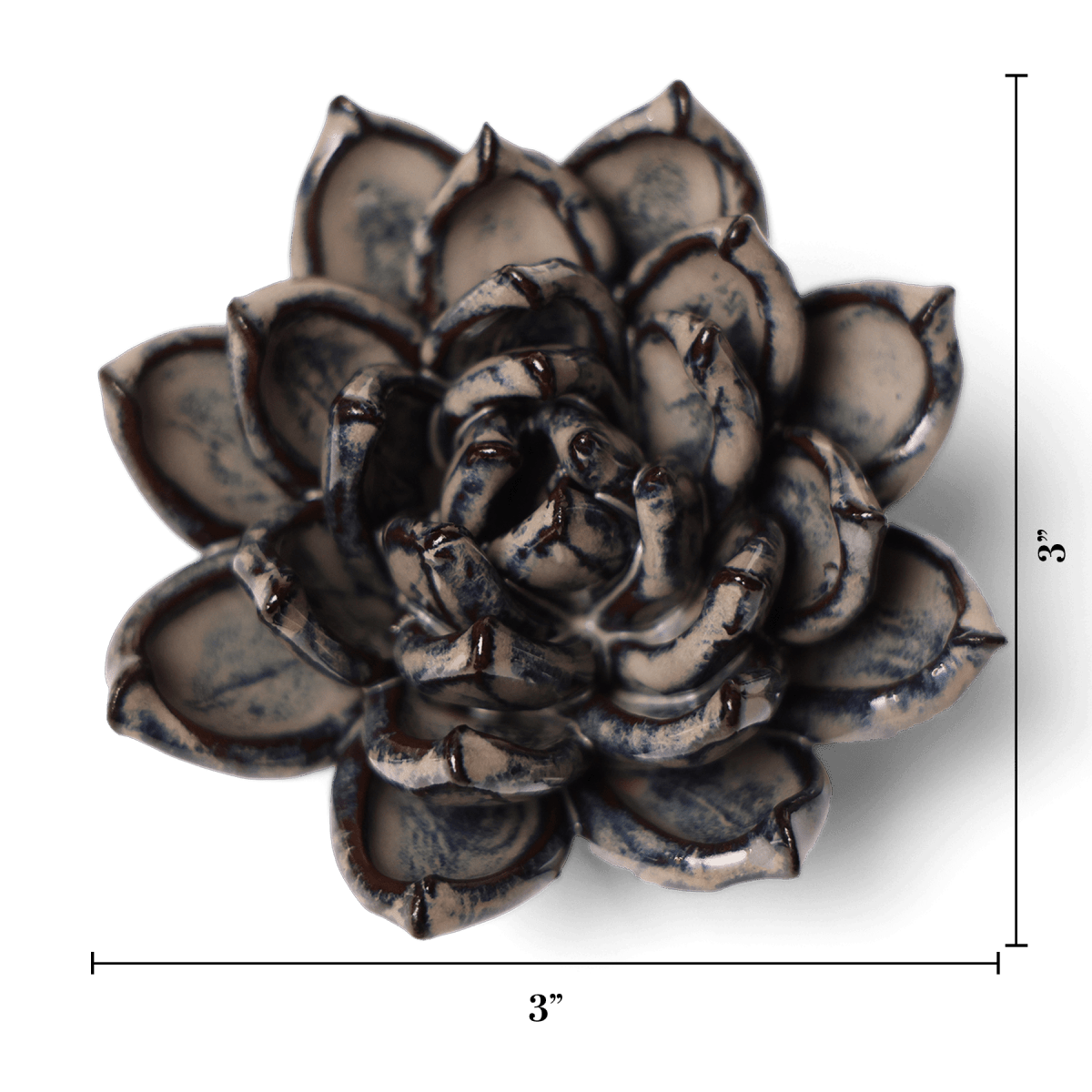 JA08 Latte Lola Echeveria - Chive US Wholesale