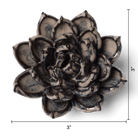 JA08 Latte Lola Echeveria - Chive US Wholesale