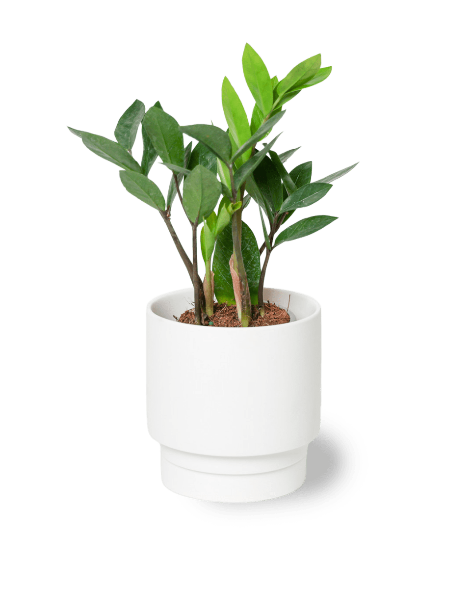 Casey Porcelain Modern Pot And Saucer Set - Chive US Wholesale