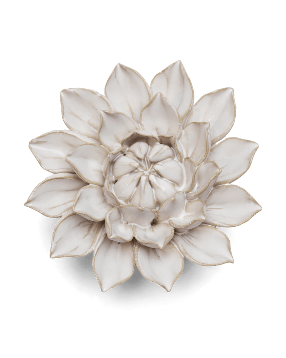 CO01 Ivory Monch Aster - Chive US Wholesale