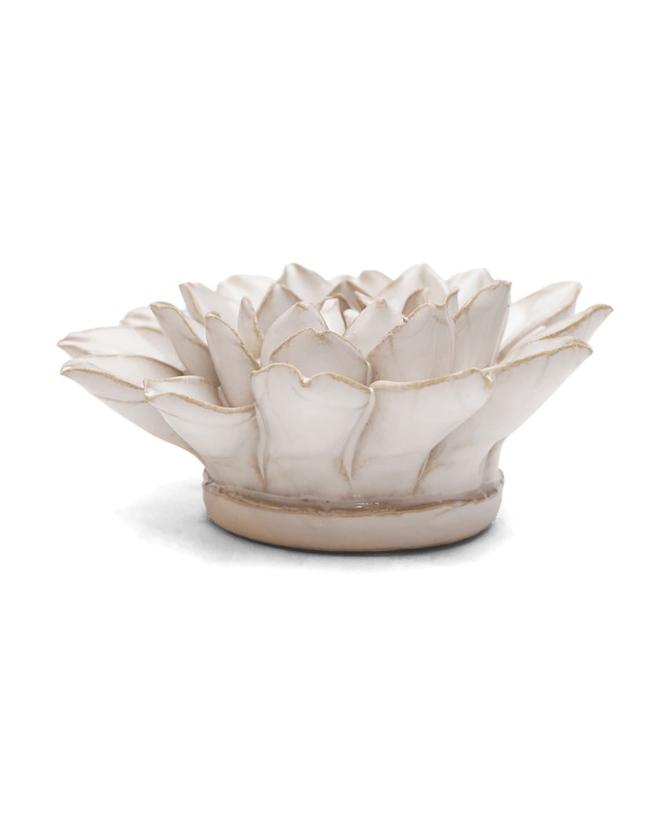 CO01 Ivory Monch Aster - Chive US Wholesale