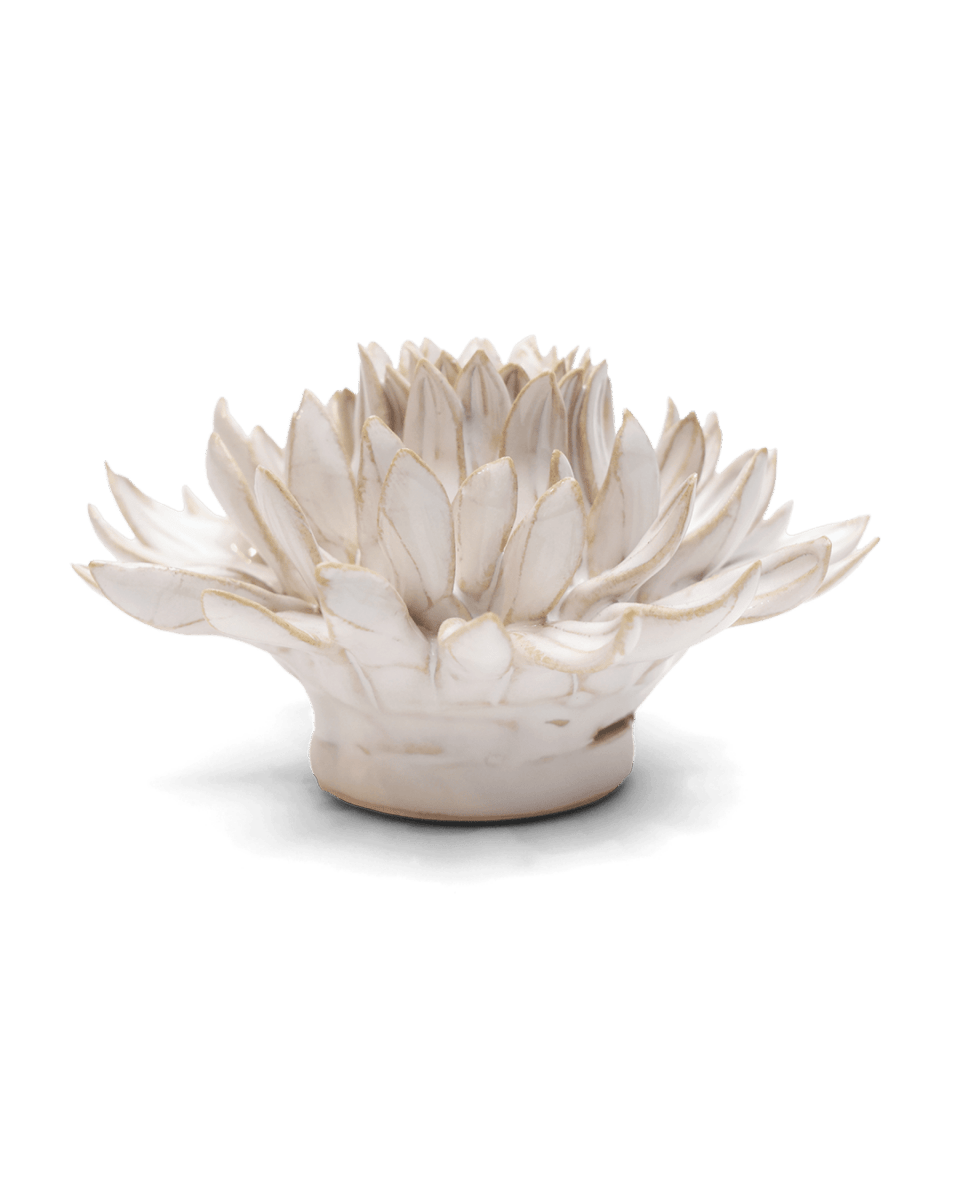 CO04 Ivory Spider Mum - Chive US Wholesale