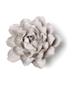 CO05 Ivory Comanche Peony - Chive US Wholesale