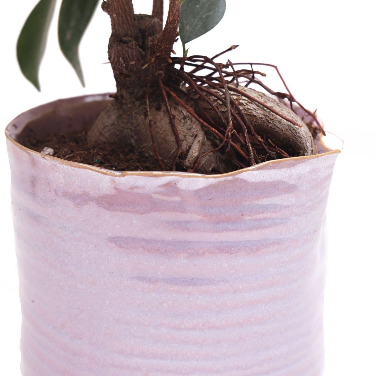 Channa Ceramic Planter Pot - Chive US Wholesale