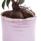 Channa Ceramic Planter Pot - Chive US Wholesale