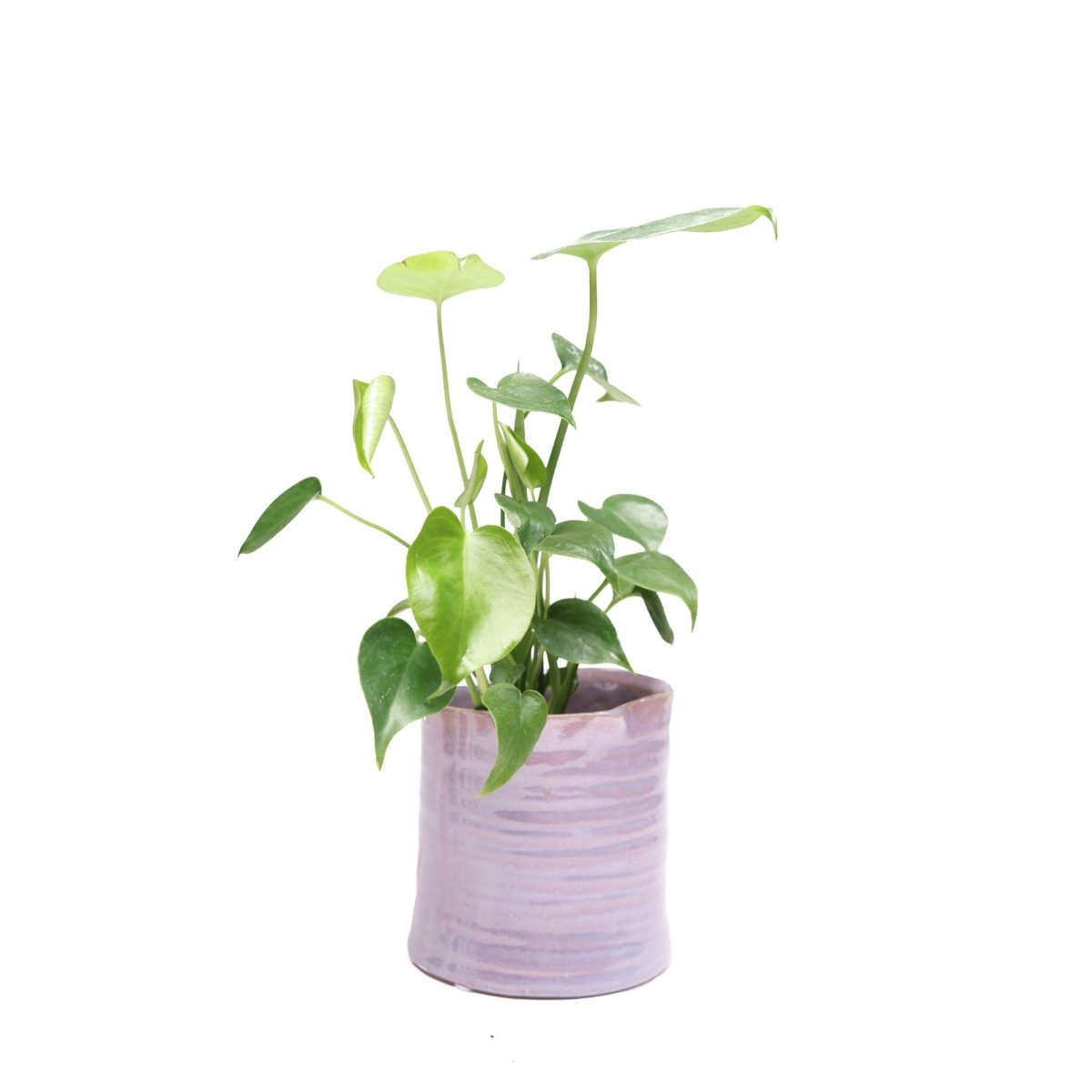 Channa Ceramic Planter Pot - Chive US Wholesale