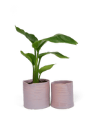 Channa Ceramic Planter Pot - Chive US Wholesale