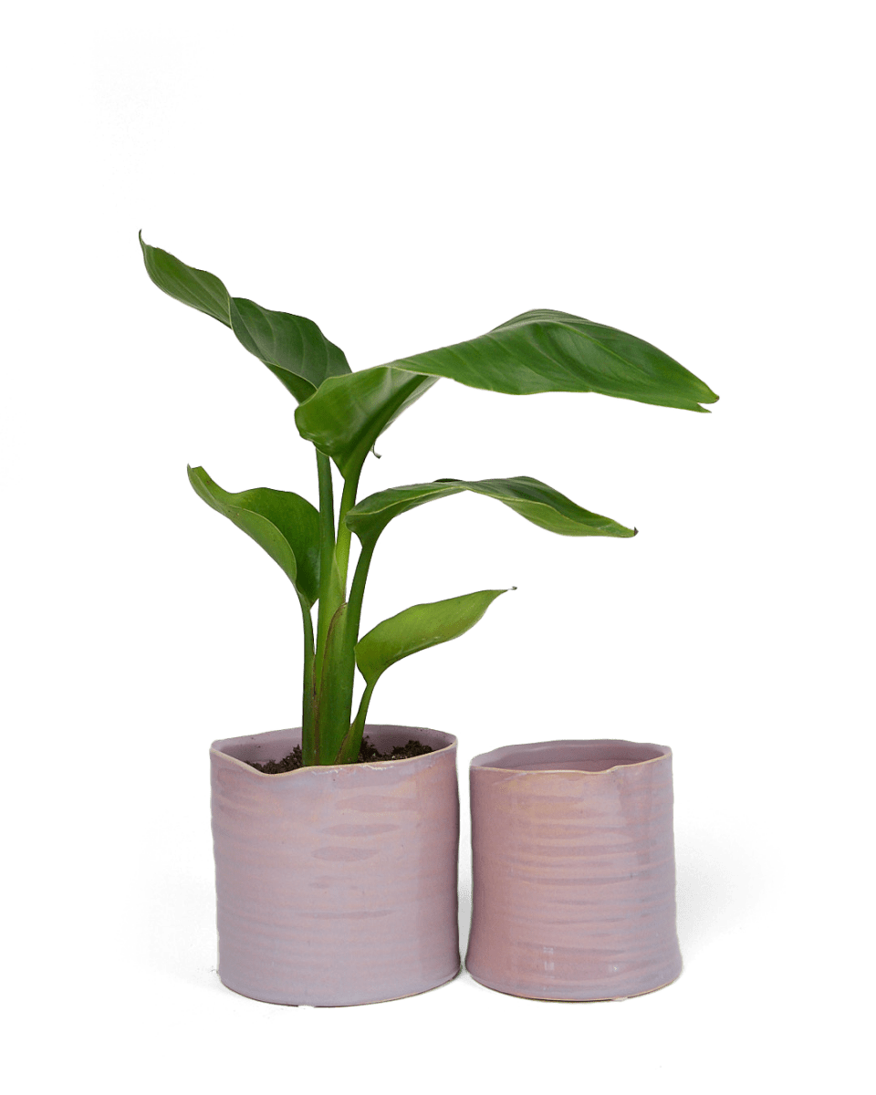 Channa Ceramic Planter Pot - Chive US Wholesale