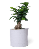 Channa Ceramic Planter Pot - Chive US Wholesale