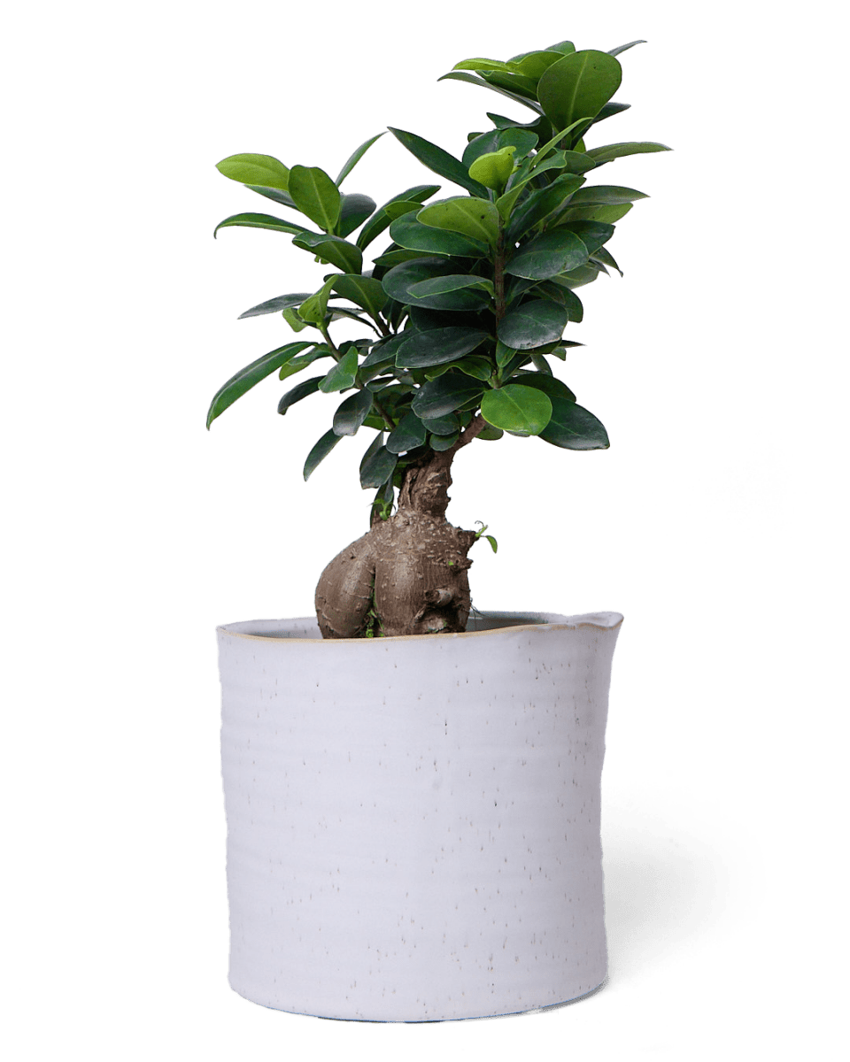 Channa Ceramic Planter Pot - Chive US Wholesale